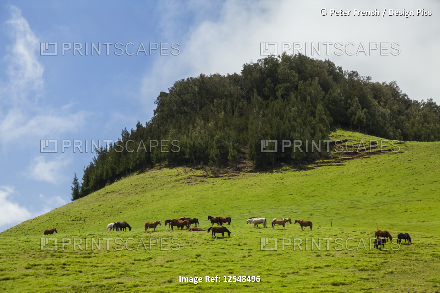 Horses grazing in a pasture on Parker Ranch, Kohala Mountain, North Kohala; ...