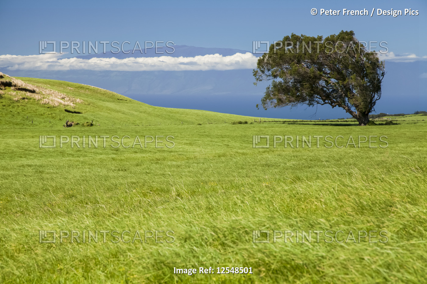 Eucalyptus tree on Kohala Mountain with Maui in the distance; Island of Hawaii, ...
