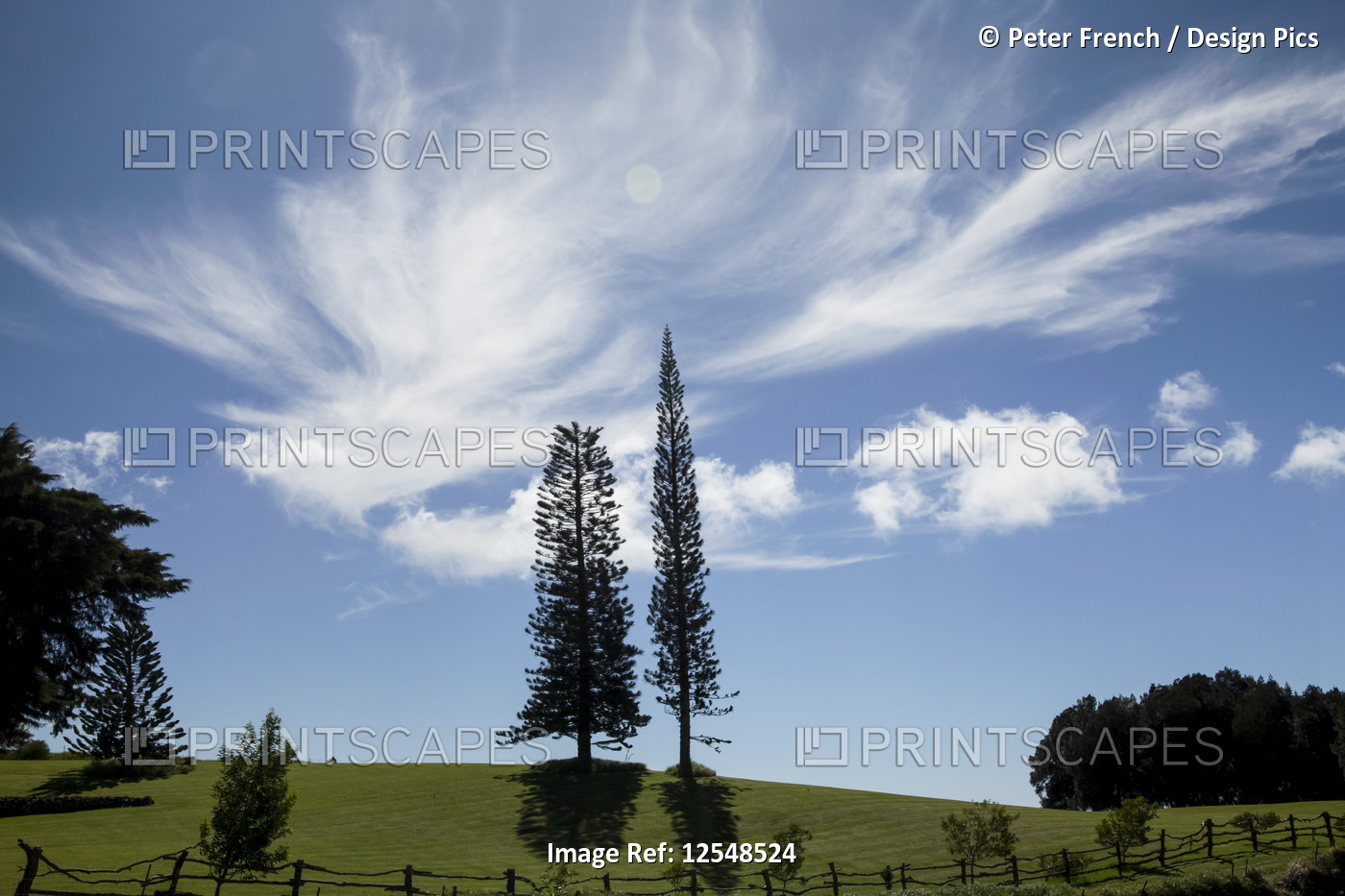 Norfolk Island Pines, Kohala Mountain; Island of Hawaii, Hawaii, United States ...