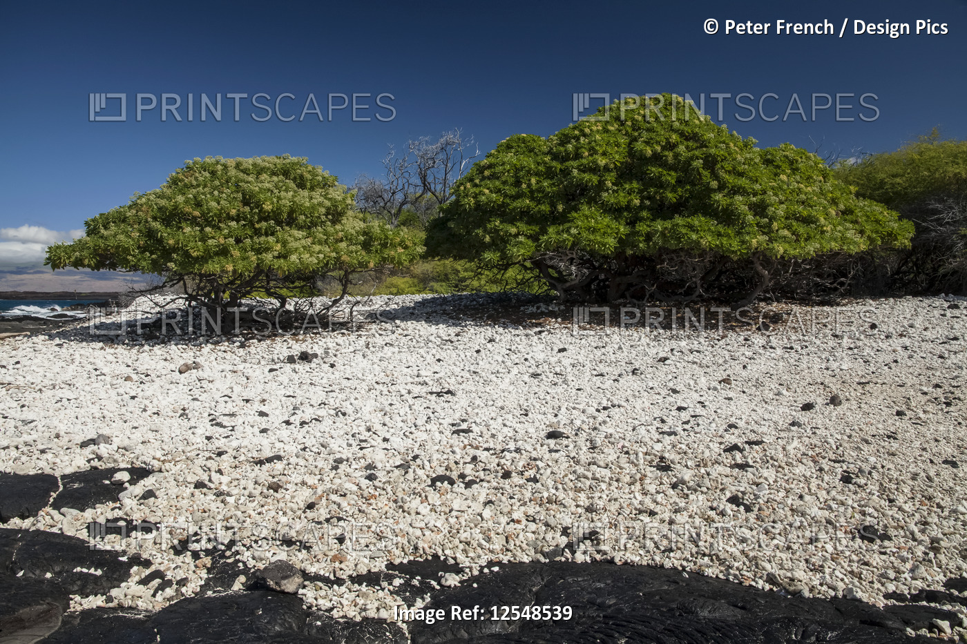 Heliotrope trees, coral and black rocks and sand on an isolated beach on Pueo ...
