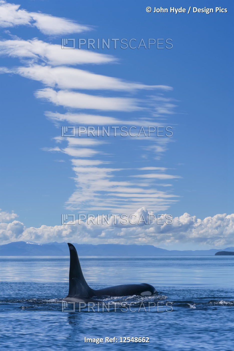 An Orca (Orcinus orca), also known as a Killer Whale, surfaces in Lynn Canal on ...