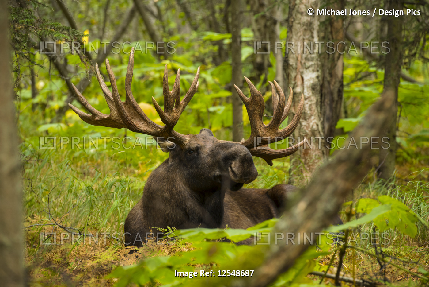 The large bull moose (Alces alces) know by locals as 'Hook' is seen during the ...