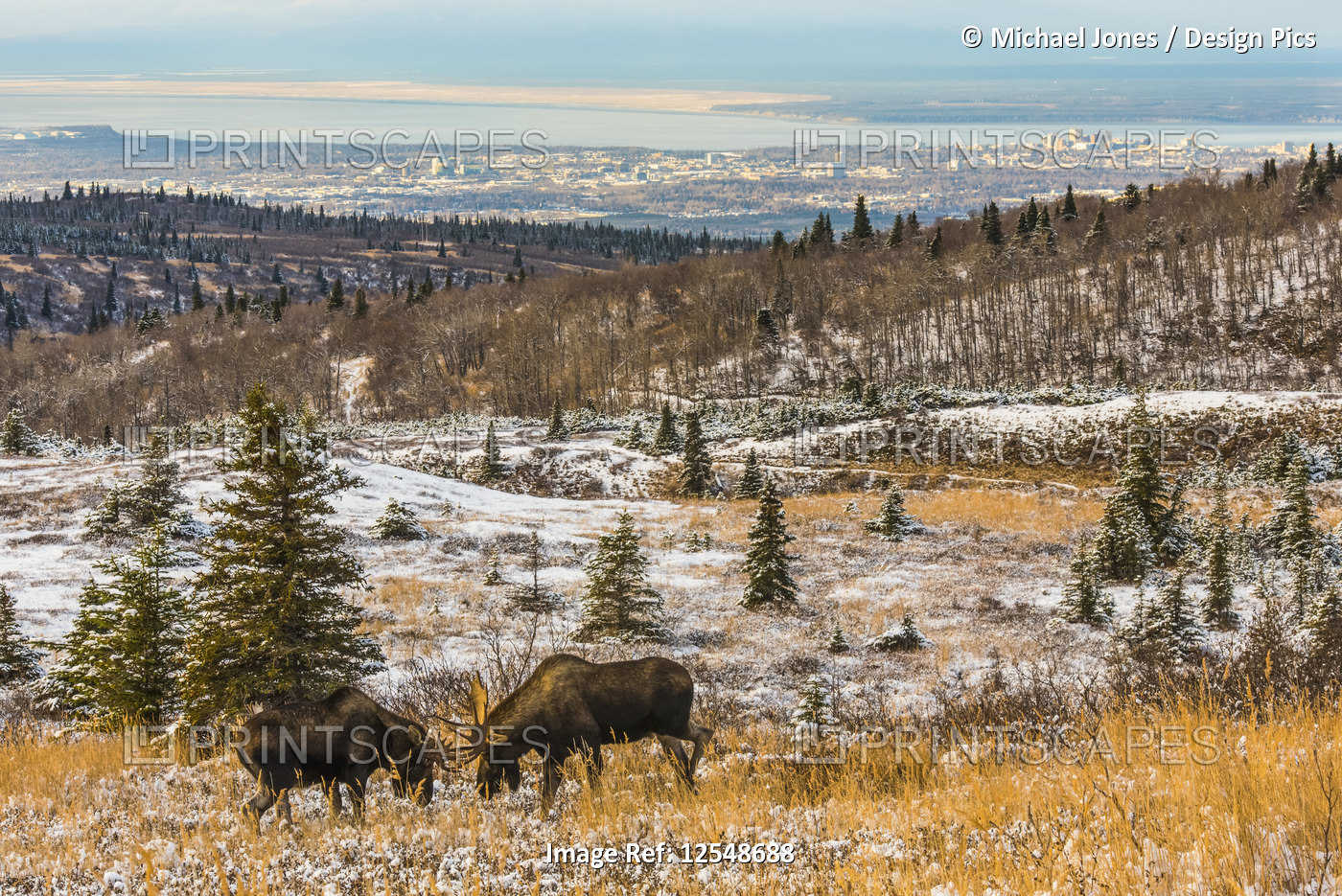 Two bull moose (Alces alces) fighting during the rut on a late fall day at ...