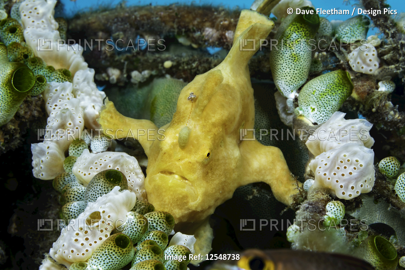 A Warty frogfish (Antennarius maculatus) between two types of tunicates; ...