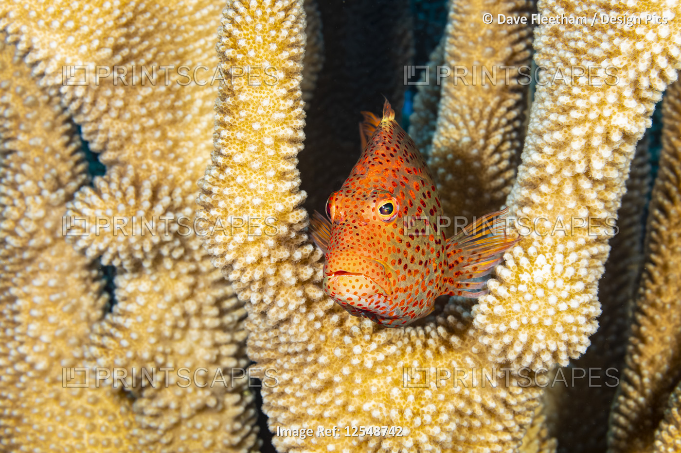 Typical of this family, the Blackside hawkfish (Paracirrhites forsteri) has ...
