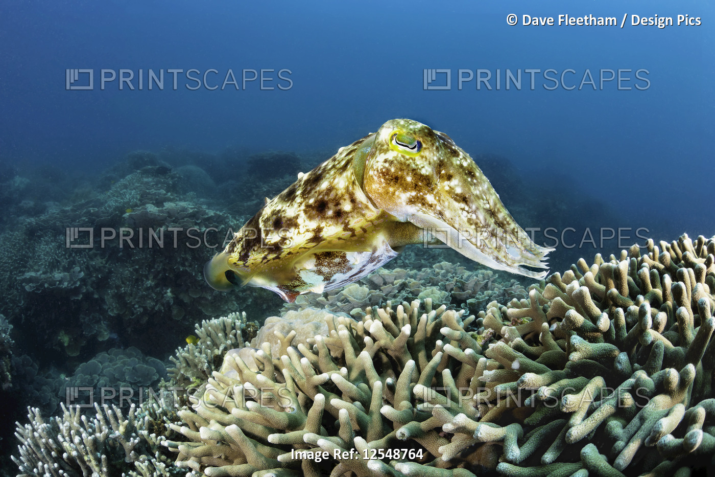 This female Broadclub cuttlefish (Sepia latimanus) is about to deposit an egg ...