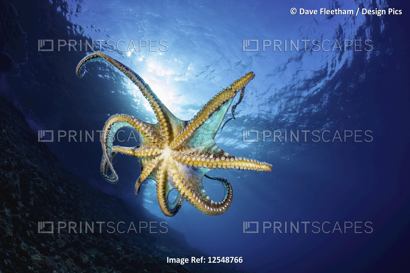 Day octopus (Octopus cyanea) in mid-water; Hawaii, United States of America