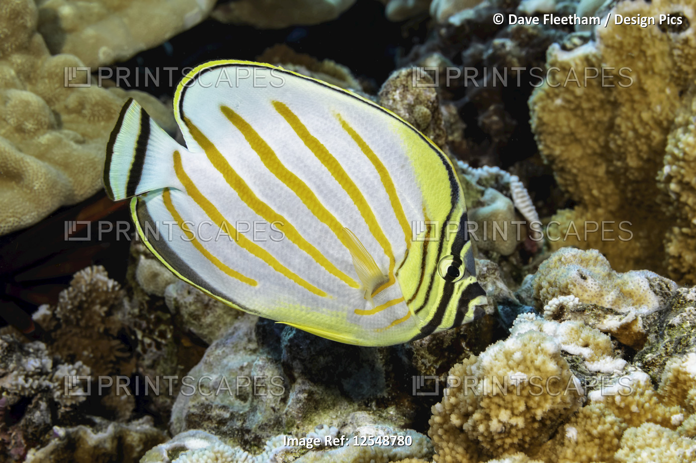 The Ornate butterflyfish (Chaetodon ornatissimus) is often found in pairs and ...