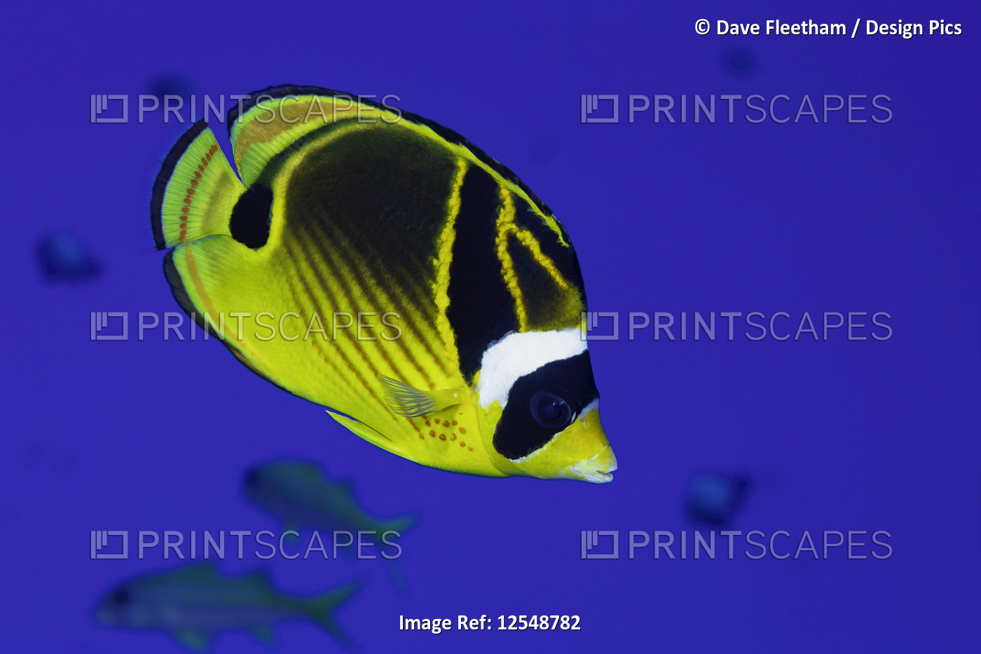 Raccoon butterflyfish (Chaetodon lunula) are often found in large schools; ...