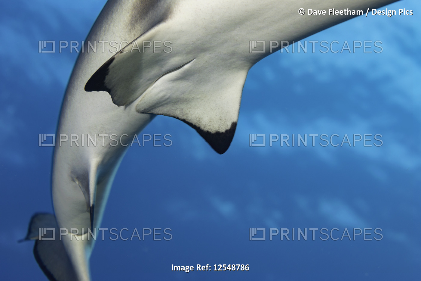The genital region of a female Blacktip reef shark (Carcharhinus melanopterus); ...