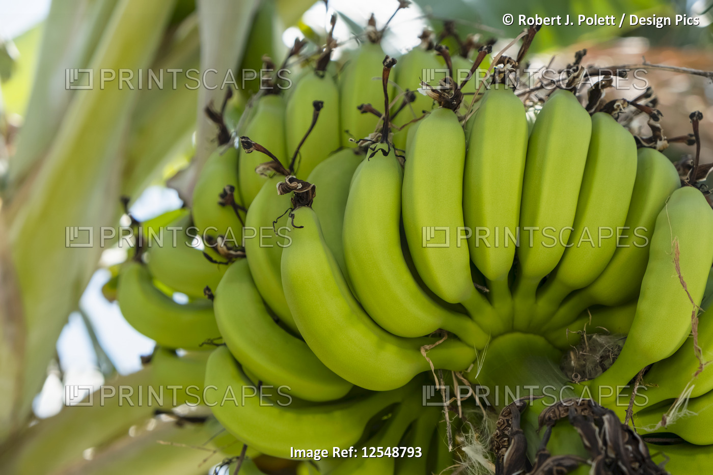 Cluster of unripe bananas on a tree; Huatulco, Oaxaca, Mexico