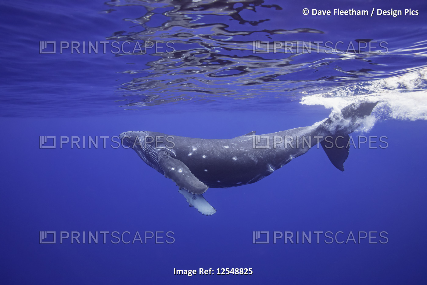 This Humpback whale (Megaptera novaeangliae) has a number of circular bite ...