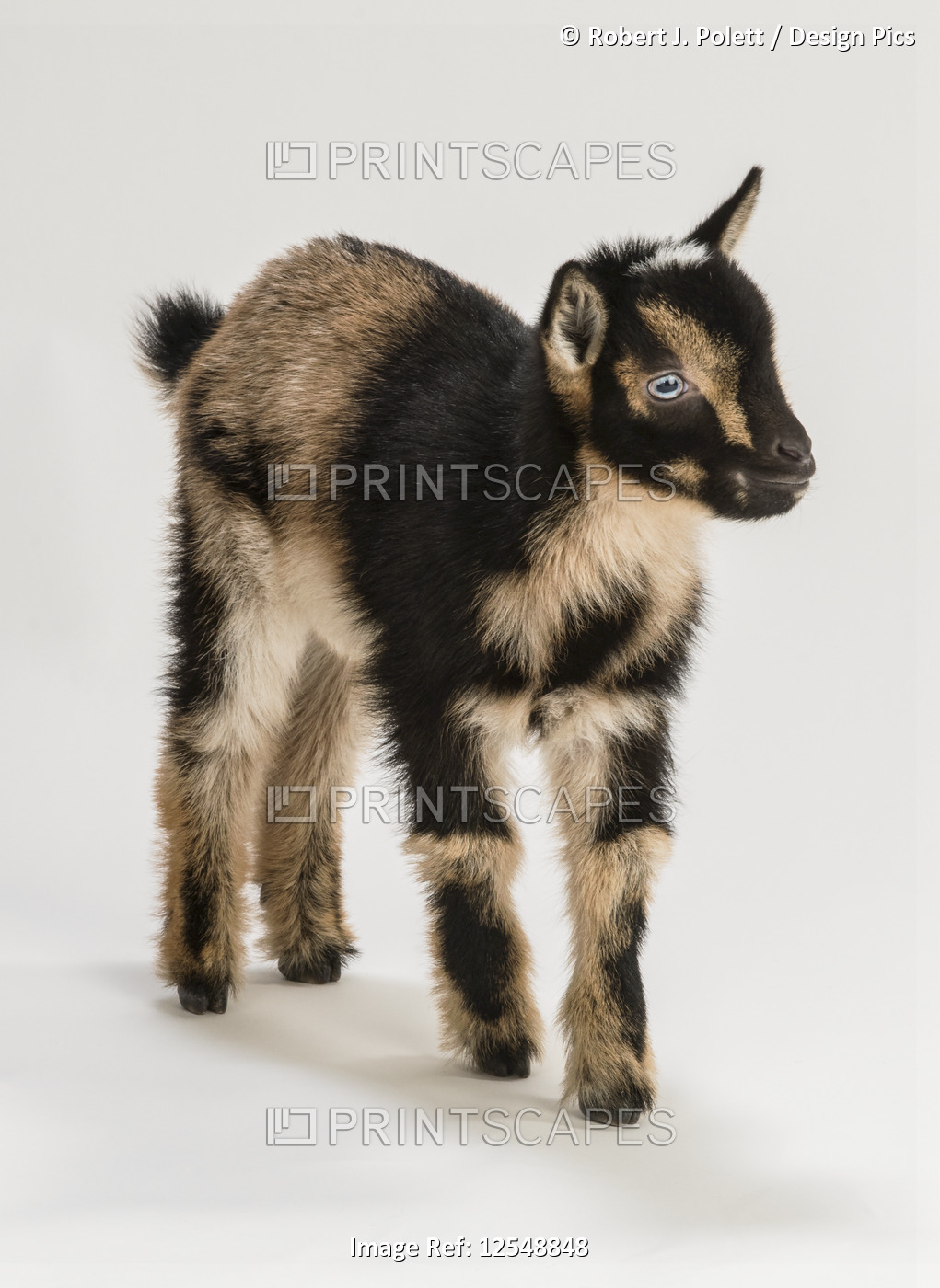 Three week old Nigerian Pygmy Goat on a white background; Lancaster, ...