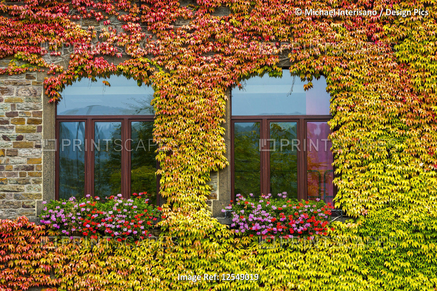 Colourful ivy surrounding two arched windows on stone building; Bruttig-Fankel, ...