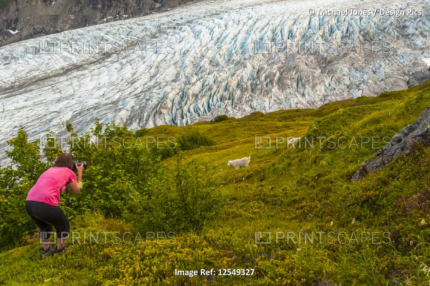 Woman photographs mountain goats (Oreamnos americanus) next to the Exit Glacier ...