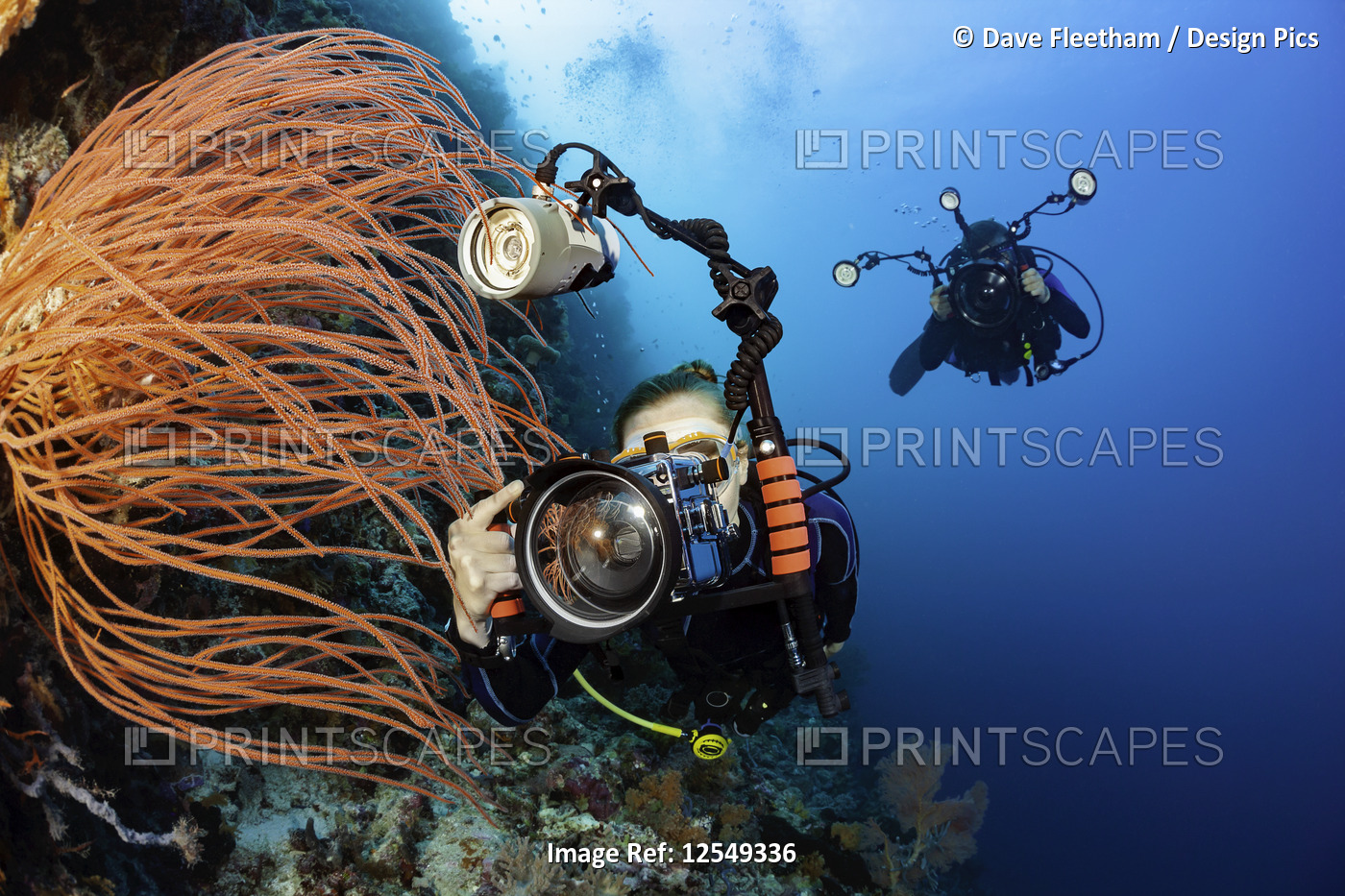 Two divers shooting digital SLRs line up on whip coral on an Indonesian reef; ...