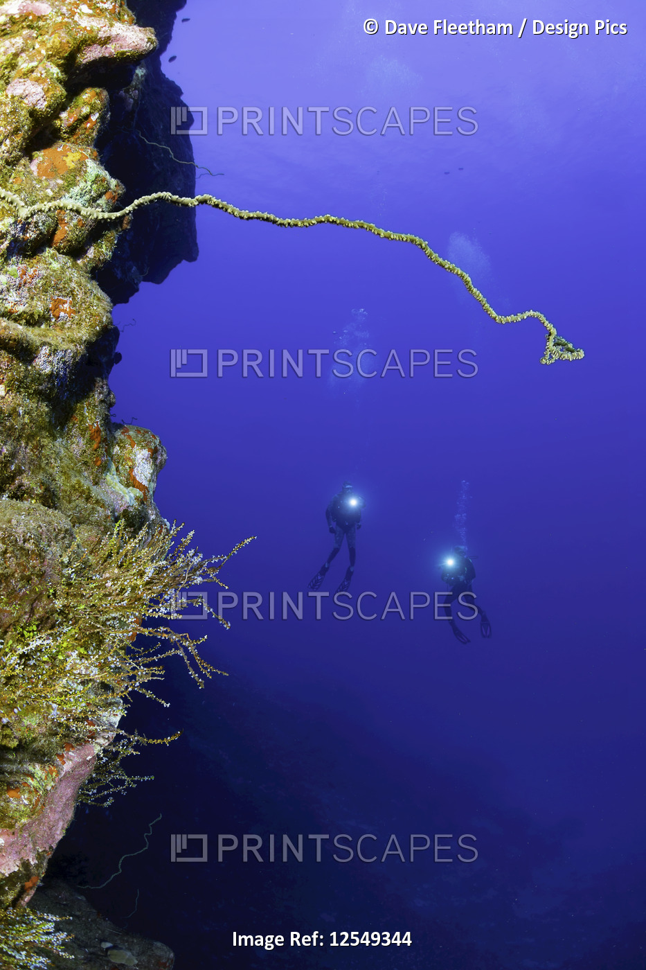 Wire coral and divers on a wall dive off Kaumalapau Harbor; Lanai, Hawaii ...