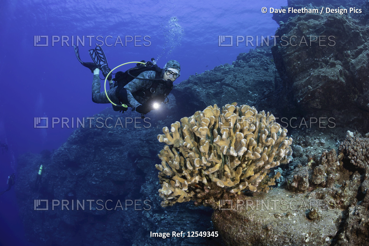 A large stand of Antler coral (Pocillopora eydouxi) and divers on a wall dive ...