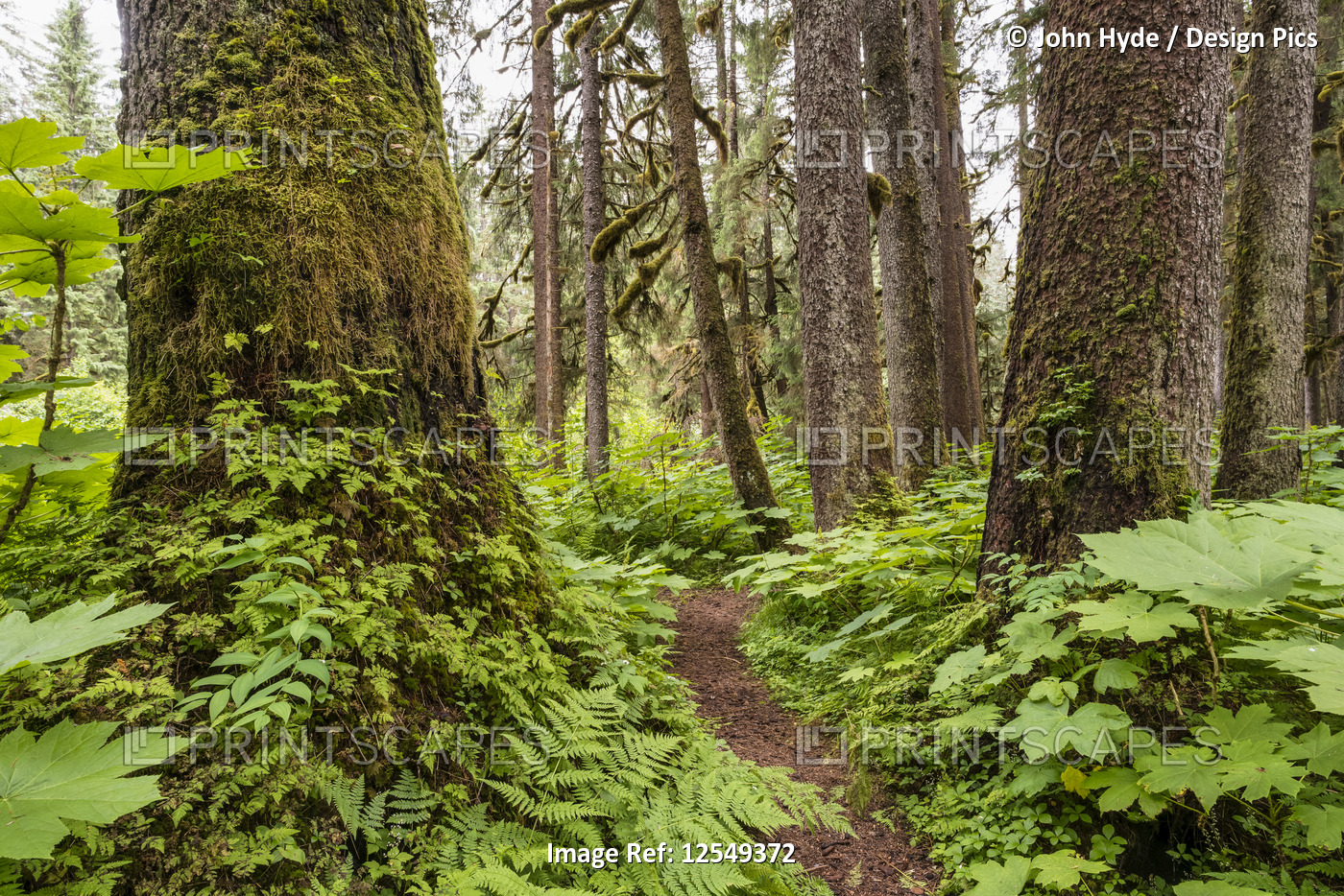 Trail through an old growth forest, Tongass National Forest; Alaska, United ...