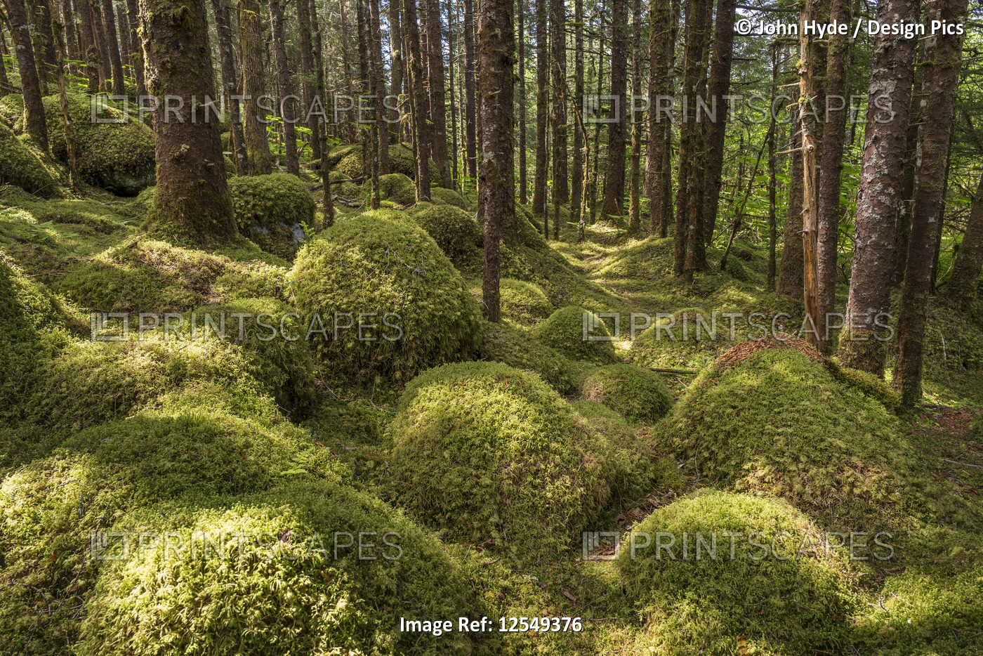 Old growth forest with Sitka spruce (Picea sitchensis) and hemlock (Tsuga), ...