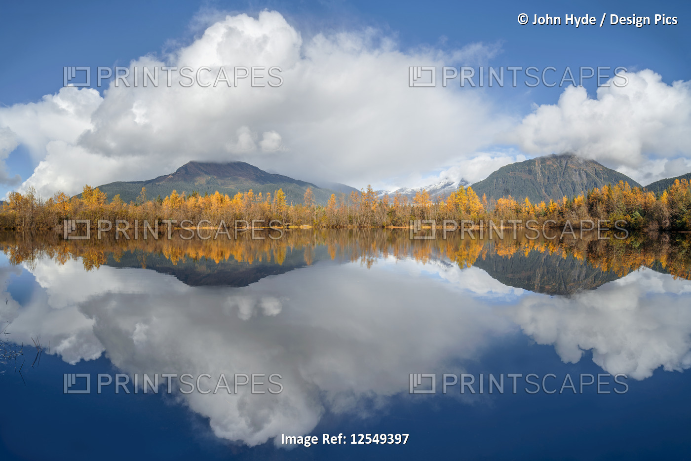 Mirror image of an autumn coloured forest and the Coast mountains in Tongass ...