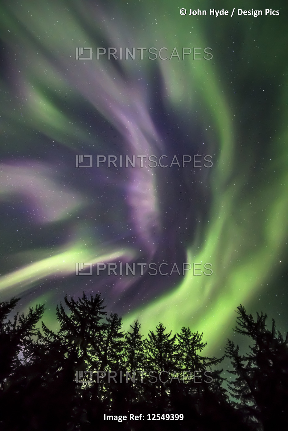 Green and purple northern lights overhead, Tongass National Forest, Southeast ...