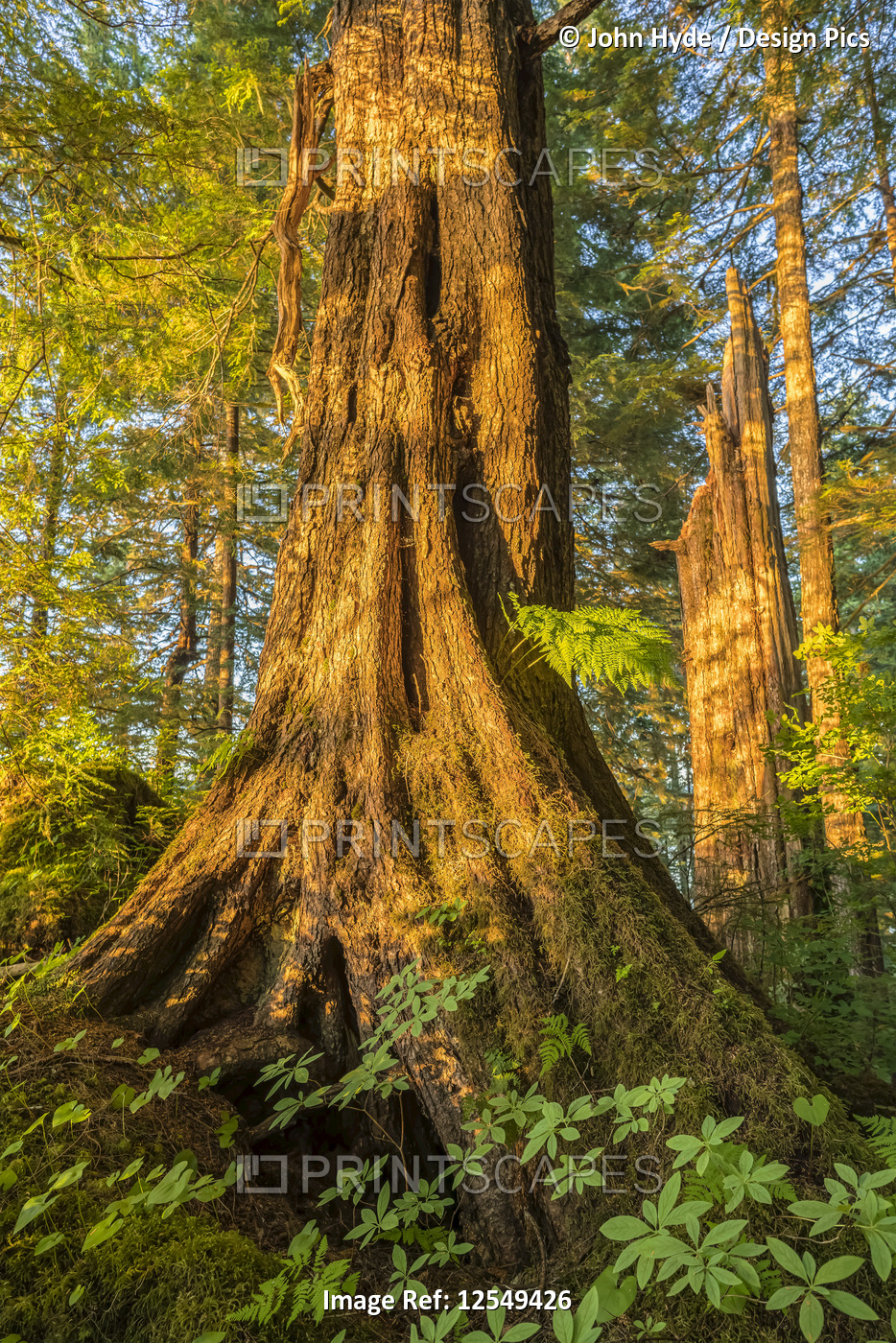 Old growth forest with Sitka spruce (Picea sitchensis) and hemlock (Tsuga), ...