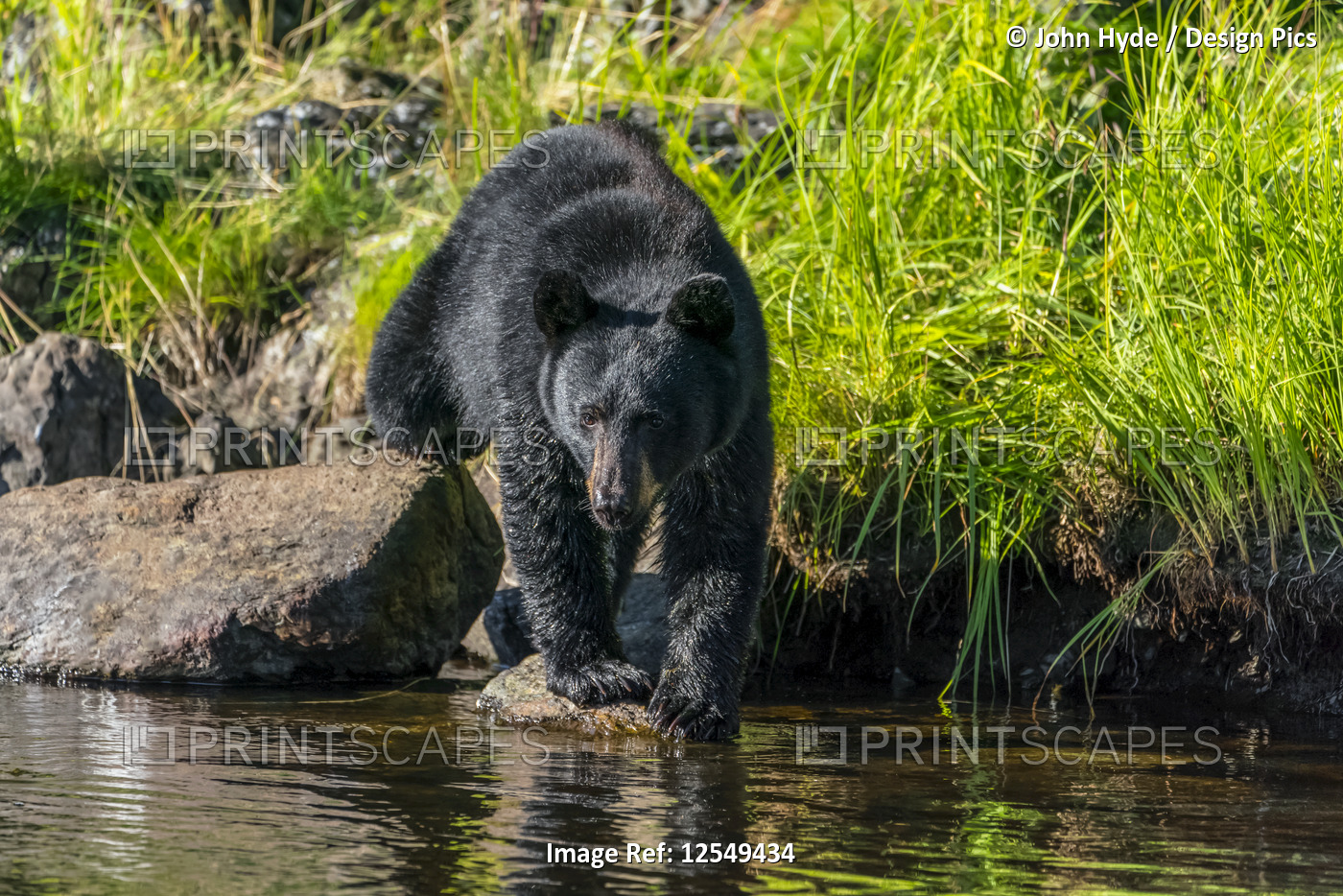 Black Bear (Ursus americanus), watching for salmon from shoreline, Tongass ...