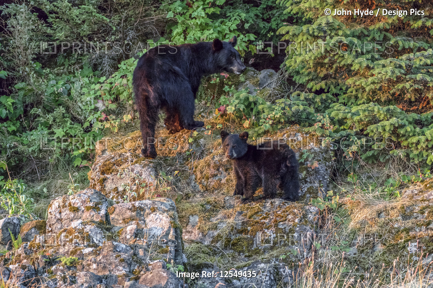 Black bear (Ursus americanus) sow and cub along a shoreline, Tongass National ...