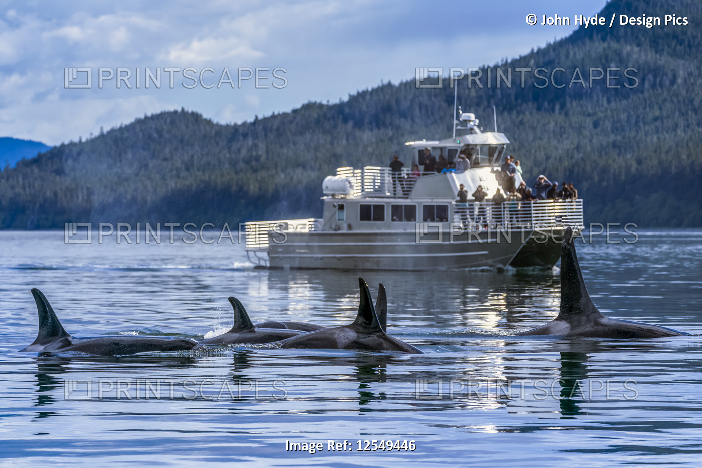 Wildlife sightseeing tour watches Orca whales (Orcinus orca) near Juneau, ...