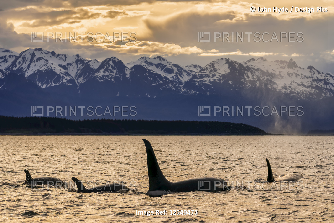 Orca whale (Orcinus orca) pod in Lynn Canal, Inside Passage, with Chilkat ...