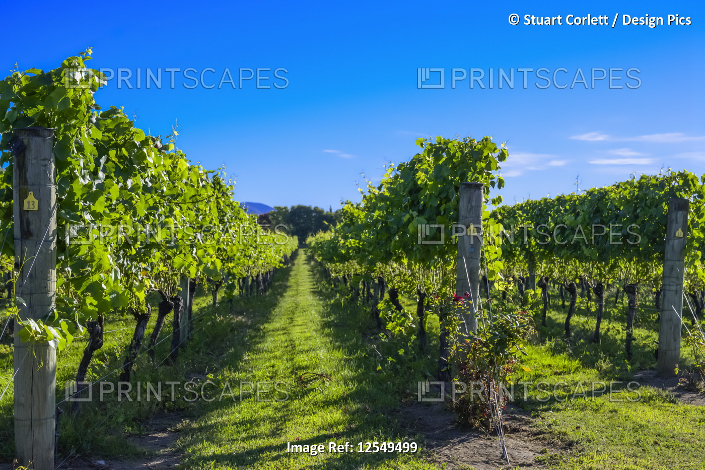 Grapevines with lush, green foliage and a blue sky; Martinborough, Wairarapa ...