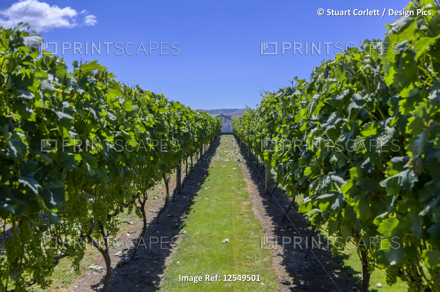 Grapevines with lush, green foliage and a blue sky; Martinborough, Wairarapa ...