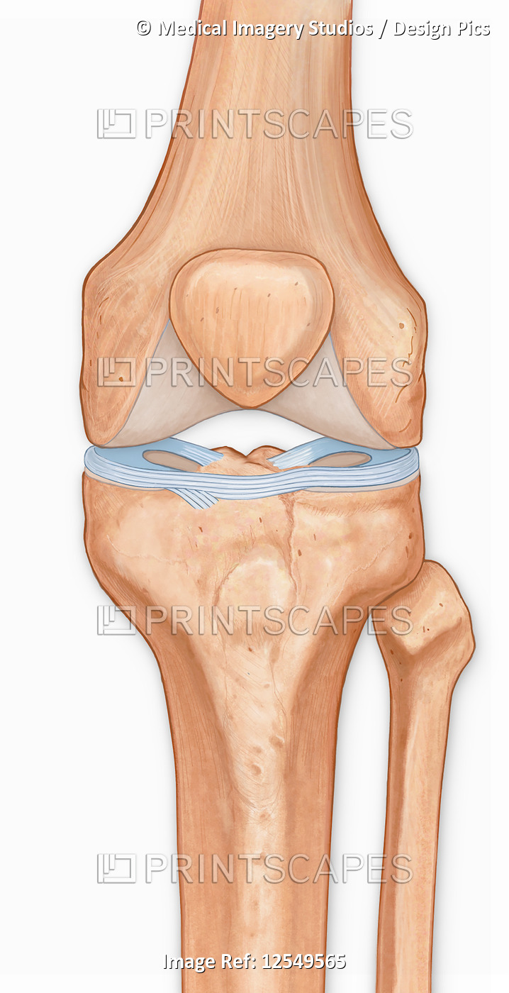 Illustration of the anterior knee, articular surface meniscus