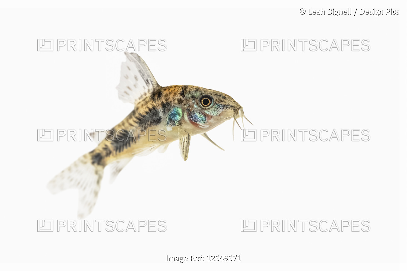 Peppered Cory Catfish (Corydoras paleatus) on a white background