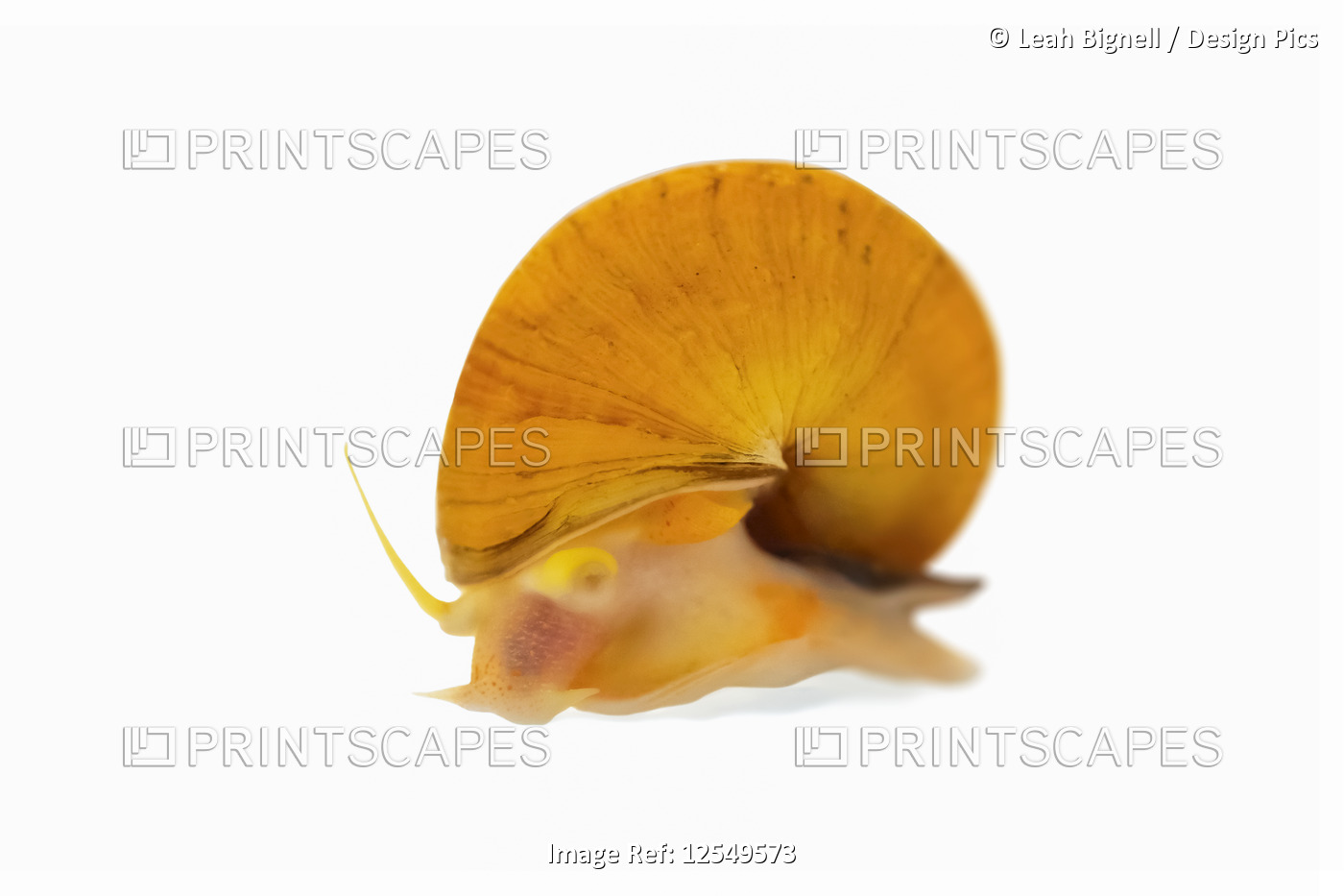 Gold Inca Snail (Pomacea bridgesii), or Apple Snail, on a white background
