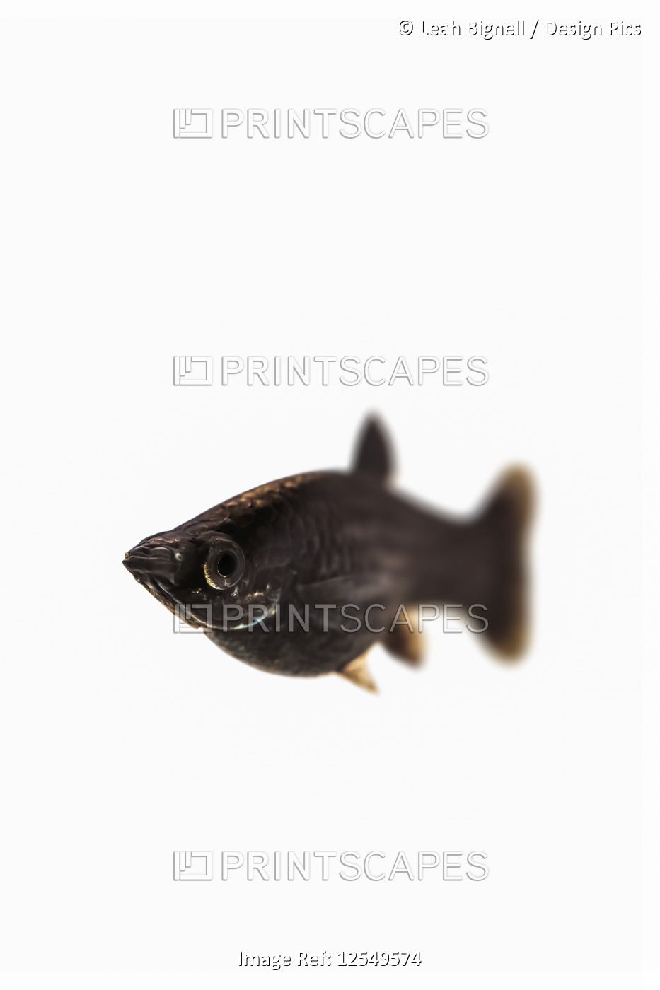 Black Common Molly fish (Poecilia sphenops) on a white background