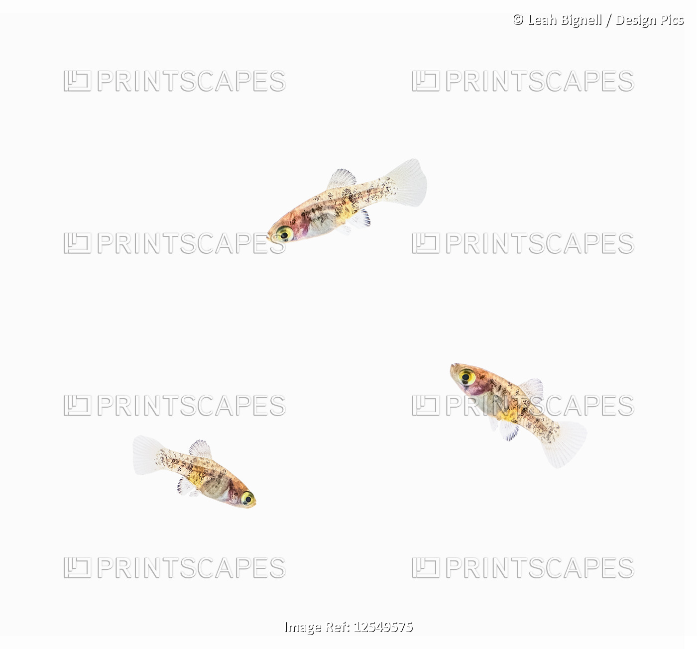Three young Swordtail Fry fish (Xiphophorus helleri) on a white background
