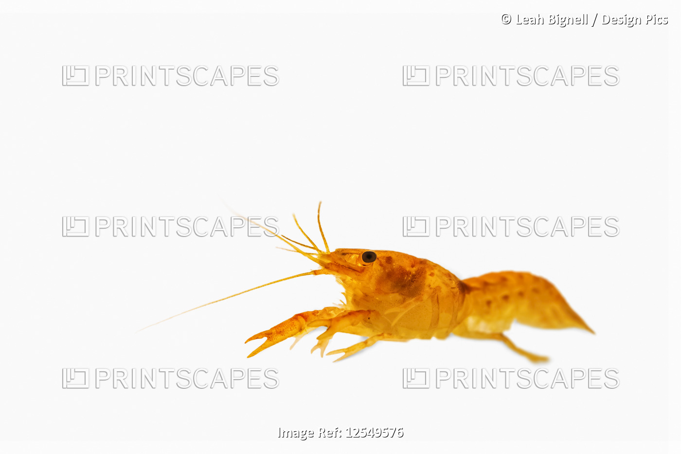 Mexican Dwarf Crayfish on a white background