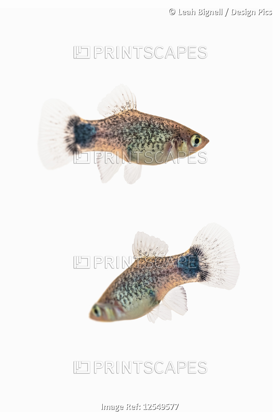 Two Blue Micky Mouse Platy fish (Xiphophorus Maculatus) on a white background
