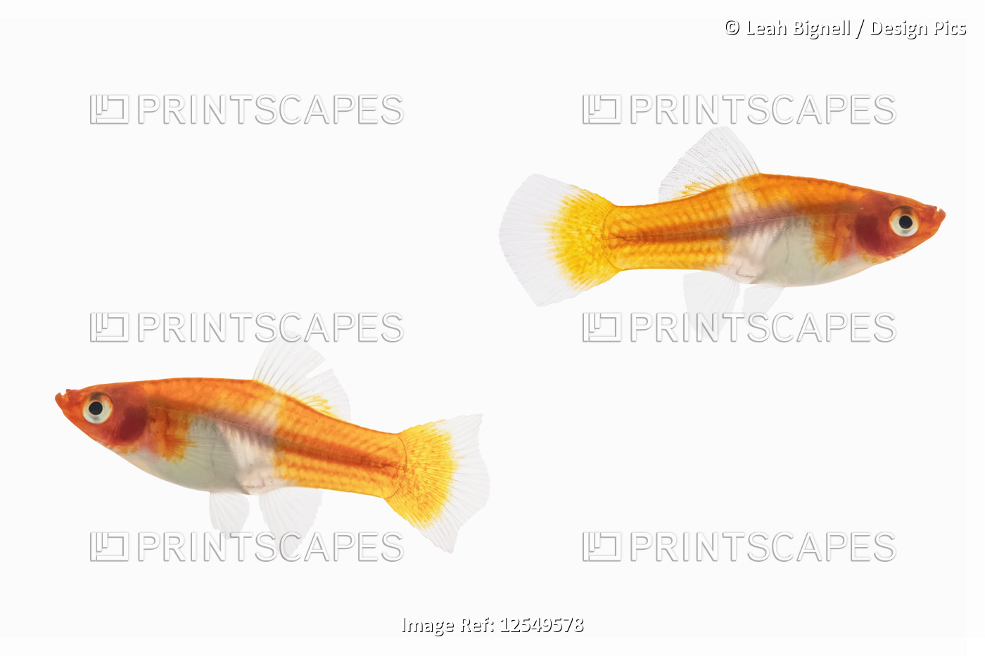 Two female Koi Santa Claus Swordtail Fish (Xiphophorus helleri) on a white ...