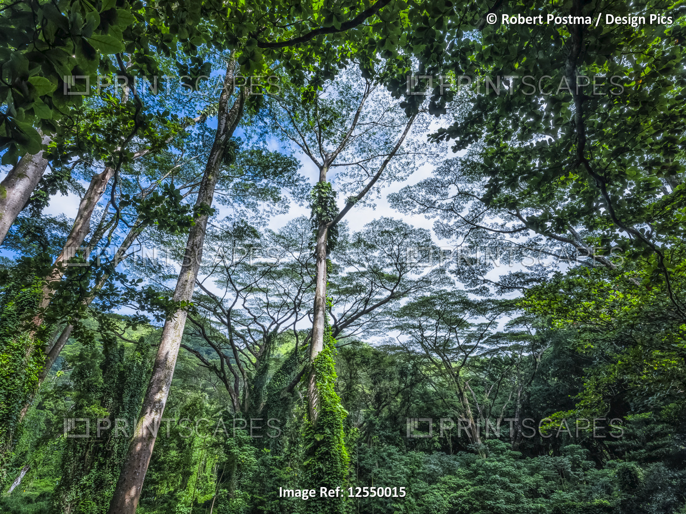 Lush vegetation in a rainforest in Hawaii; Oahu, Hawaii, United States of ...