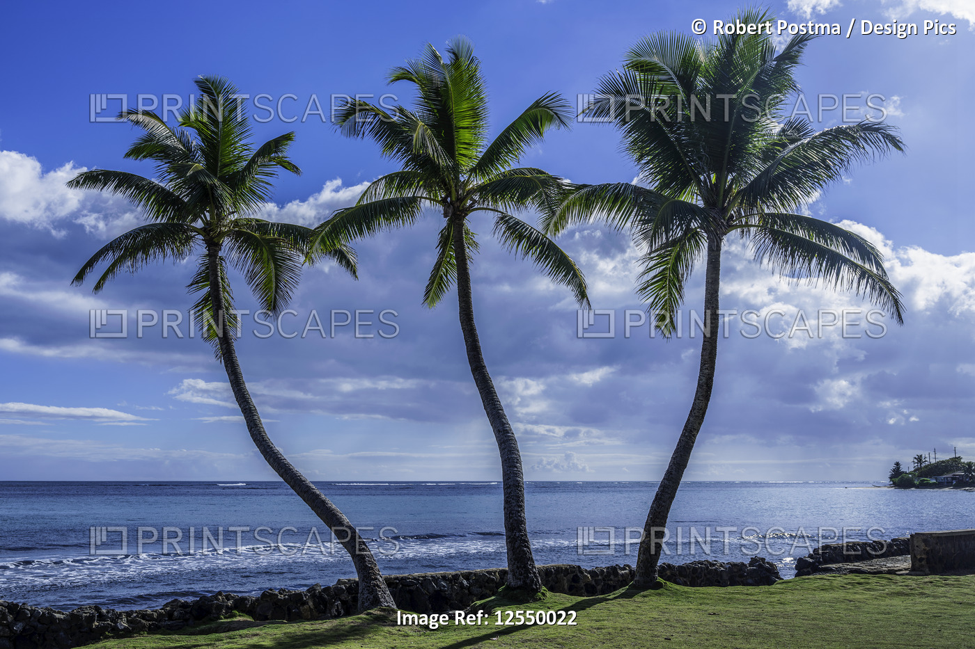 Palm trees along the shoreline; Oahu, Hawaii, United States of America