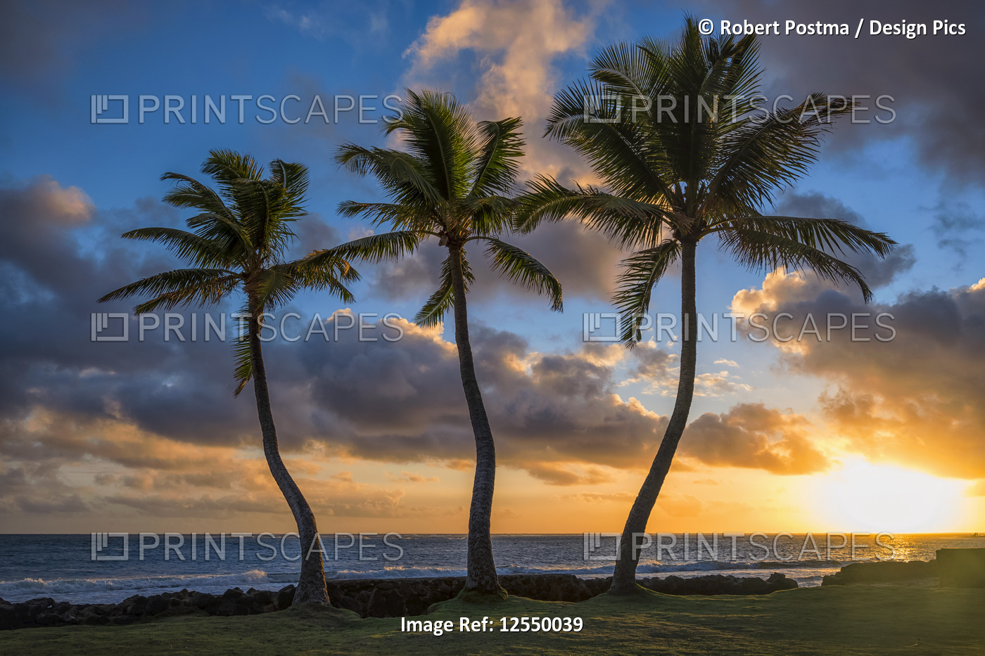 Palm trees at sunrise along the eastern shoreline of Oahu; Oahu, Hawaii, United ...