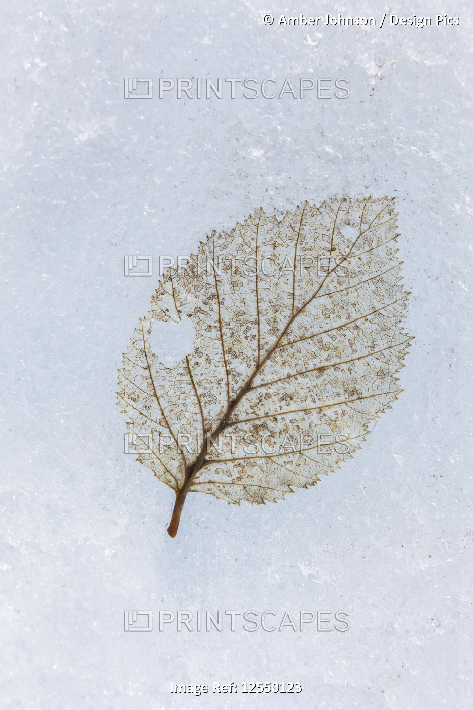 Leaf in glacial ice on the Root Glacier, Wrangell–St. Elias National Park and ...
