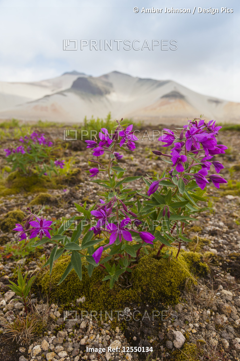 Dwarf fireweed (Chamaenerion latifolium) growing in the pumice with Baked ...