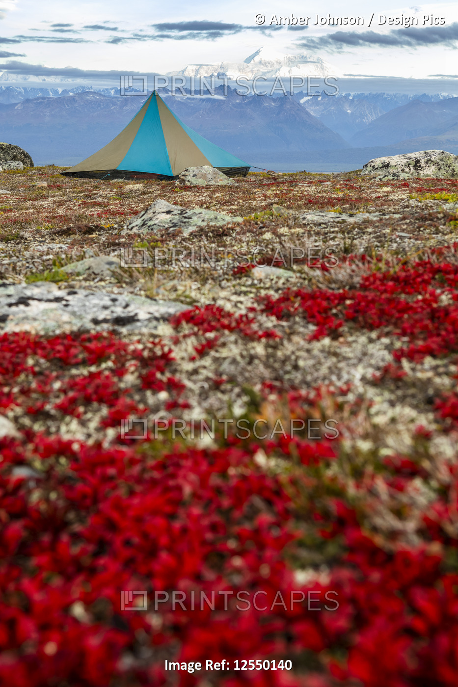 Tent pitched on the tundra in autumn with Alaska Range in the background, ...