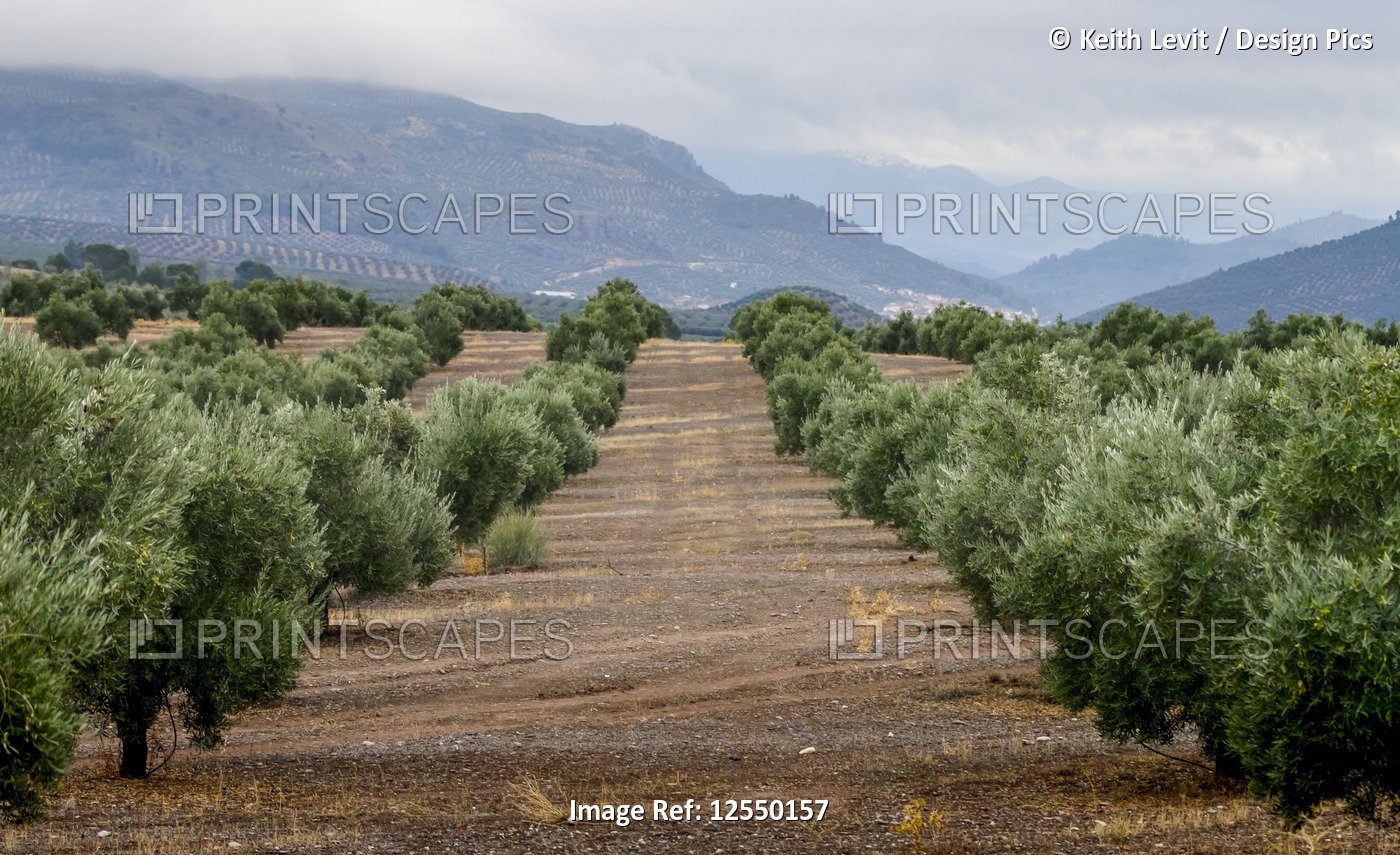 Olive farm; Vianos, Albacete Province, Spain