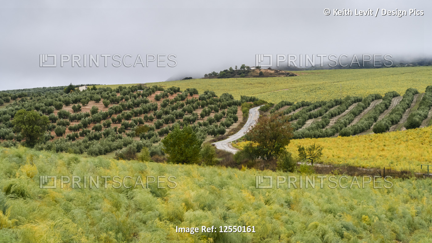 Olive farm; Spain