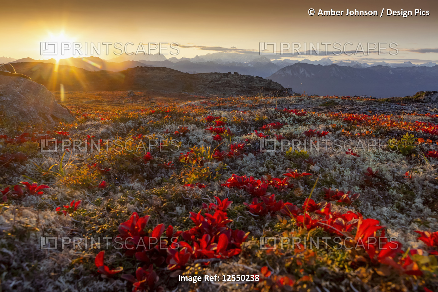 Scenic view of autumn coloured foliage and tundra at sunset, Kesugi Ridge, ...